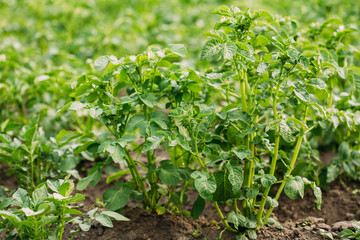 Close Green Vernal Sprouts Of Potato Plant, Solanum Tuberosum Gr