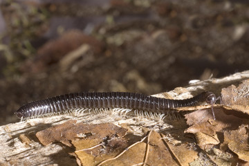 Iulus terrestris / Iule terrestre / Mille-pattes