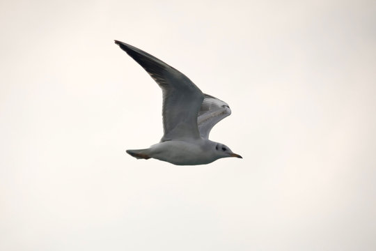  Flying One seagull
