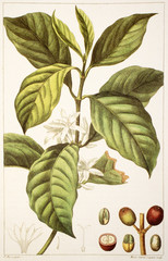 Plakaty  Illustration botanique/ Café / Coffea arabica