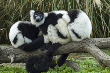 a group of Black-and-white ruffed lemur © Fabrizio Catanzaro