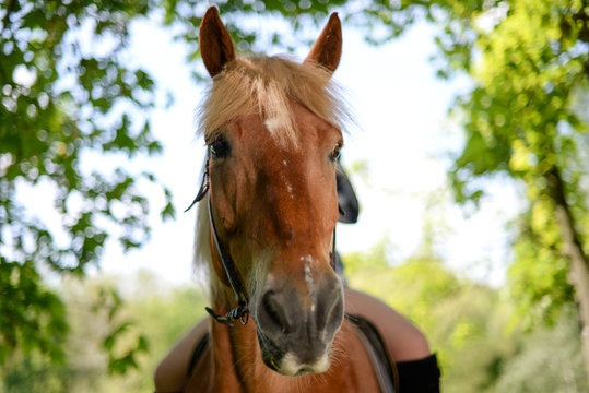 Horses looking into focus