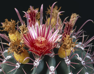Ferocactus peninsulae