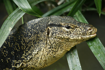 Varanus salvador / Varan de Salvador