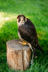 The peregrine falcon on green grass background 