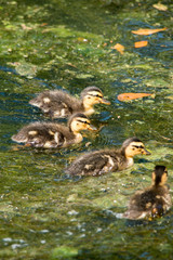 Female Mallard with Ducklings