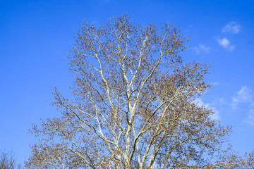 Fototapeta premium Blooming silver poplar. Silver poplar tree in spring. Poplar