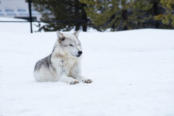 a wolf is laying down with the snow in the winter in the relax time