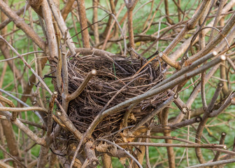 bird's nest close up