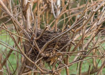bird's nest close up