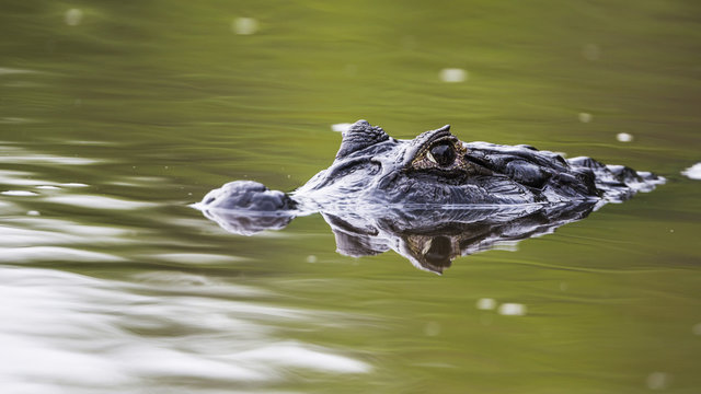 A portrait Yacare caiman from rio cuib&Atilde;&nbsp;. Rio cuiab&Atilde;&nbsp;, Mato Grosso do Sul; Pantanal.  Mato Grosso do Sul; Brazil.