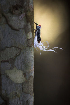 Close up of planthopper on tree trunk