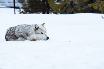 Obraz premium a wolf is laying down with the snow in the winter in the relax time
