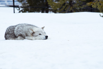 Obraz premium a wolf is laying down with the snow in the winter in the relax time