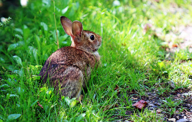 Naklejka na ściany i meble Bunny rabbit sitting in green grass