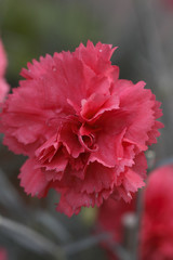 Dianthus x / Oeillet mignardise 'Carmine Laetitia Wyatt'