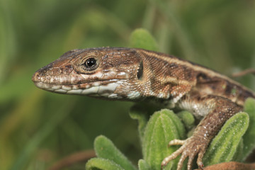 Gallotia atlantica atlantica / Lézard des Canaries