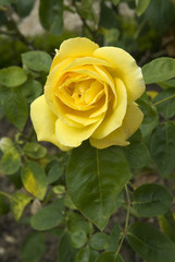 Rosa x / Rose 'Québec'
