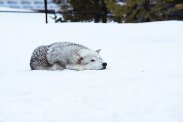 a wolf is laying down with the snow in the winter in the relax time