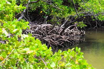 Mangrove in Praia dos Carneiros, Pernambuco, Brazil