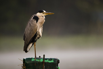 Ardea cinerea / Héron cendré