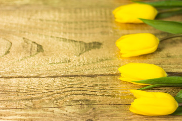 Tulips on golden wooden desk. place for typography
