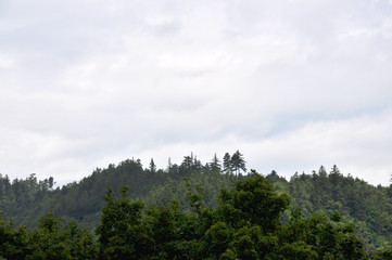 GREEN FOREST and dark sky