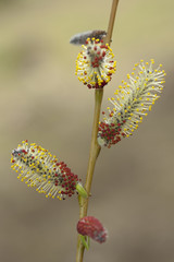 Salix fragilis / Saule cassant
