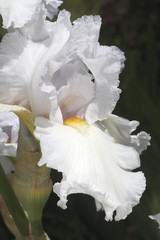 Fototapeta na wymiar Iris germanica / Iris des jardins 'Eternal Bliss'