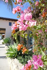 Drillingsblume, Bouganvilla, Frühling und Blumen