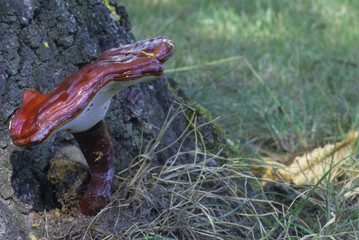 Ganoderma lucidum / Polypore luisant / Ganoderme luisant