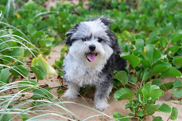 Cute Fluffy Dog Sitting Among Beach Foliage Happy Face