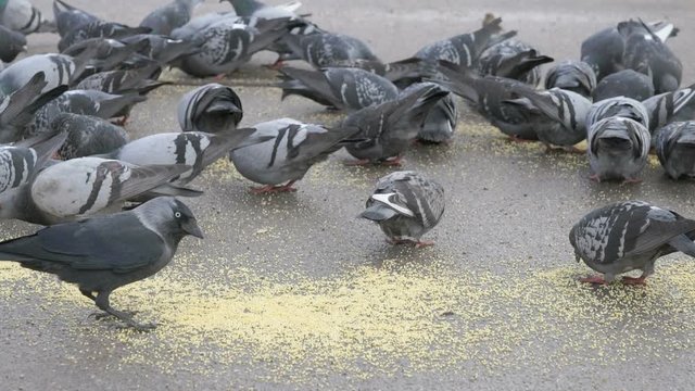 Flock of pigeons eating switchgrass in the urban park outdoors