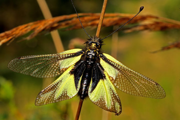 Libelloides coccajus / Ascalaphe soufré