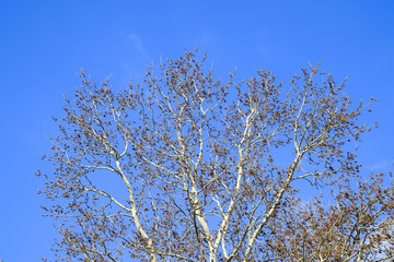 Blooming silver poplar. Silver poplar tree in spring. Poplar