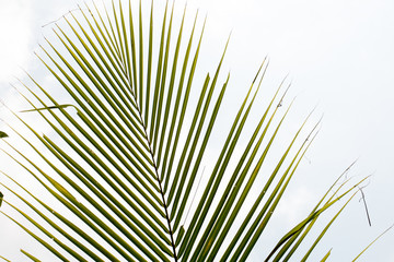 Obraz premium green leaf of coconut,isolated on white,sunlight with tall tree