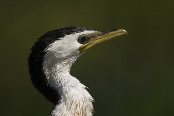 Phalacrocorax melanoleucos / Cormoran pie