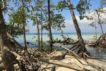 Fototapeta na wymiar Tropical trees by the sea