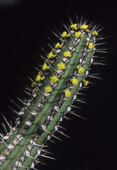 Euphorbia baioensis / Euphorbe