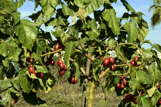 Cyphomandra Betacea" Images – Browse 479 Stock Photos, Vectors, and Video |  Adobe Stock