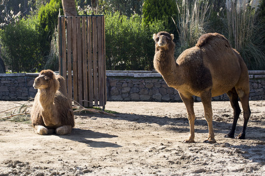 Camel