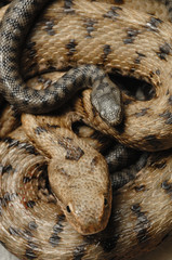 Vipera aspis / Vipère aspic