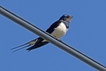 Hirundo rustica / Hirondelle rustique / Hirondelle de cheminée