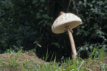 Macrolepiota mastoidea / Lépiote mamelonnée