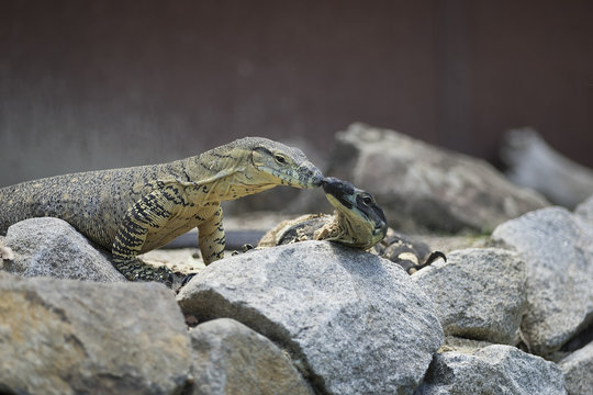 Two lace monitors