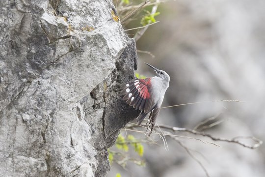 Iseo Lake, Lombardy, Italy. Wallcreeper.