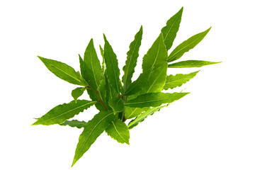 Laurel branch on a white background