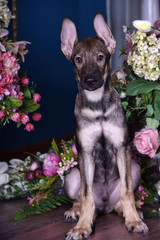 Cute puppy lying on the floor with flowers