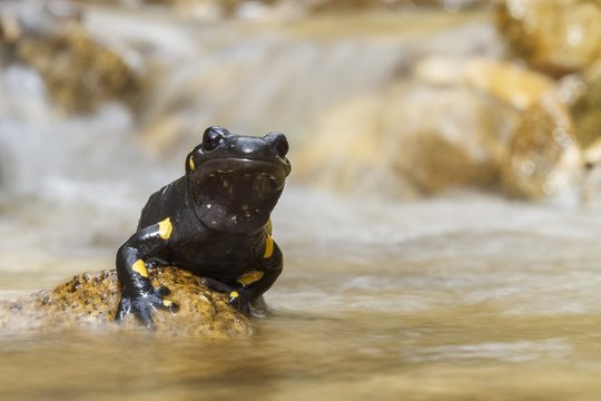 Lombardy, Italy. Fire salamander