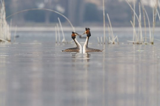Iseo Lake, Lombardy, Italy. Great crested grebe.